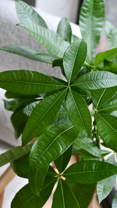 Pachira Tree in Basket