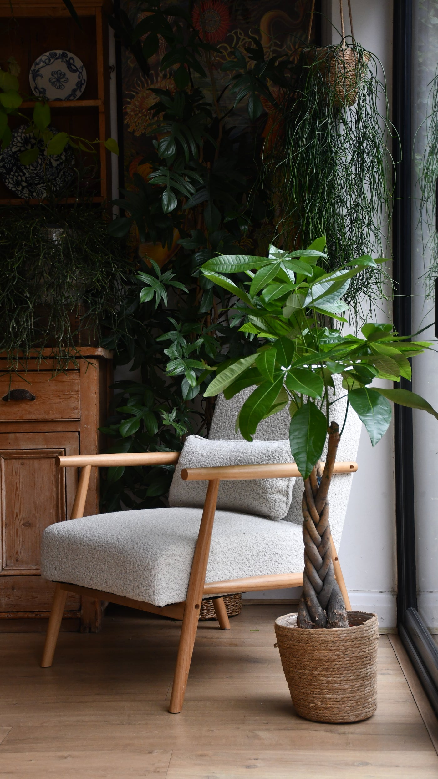 Pachira Tree in Basket