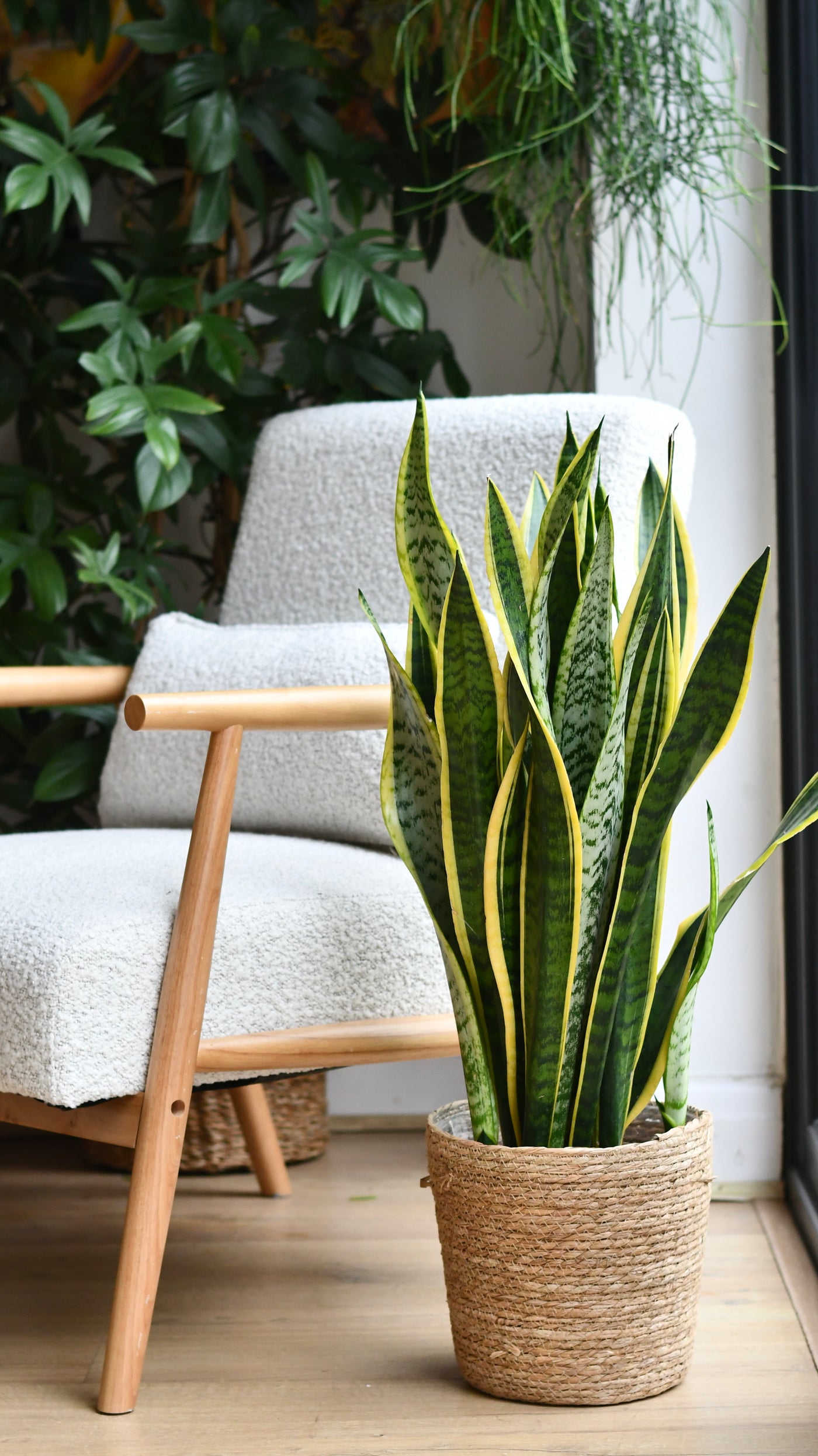 sansevieria definition Snake Plant in Basket – Tall Sansevieria Gift Set