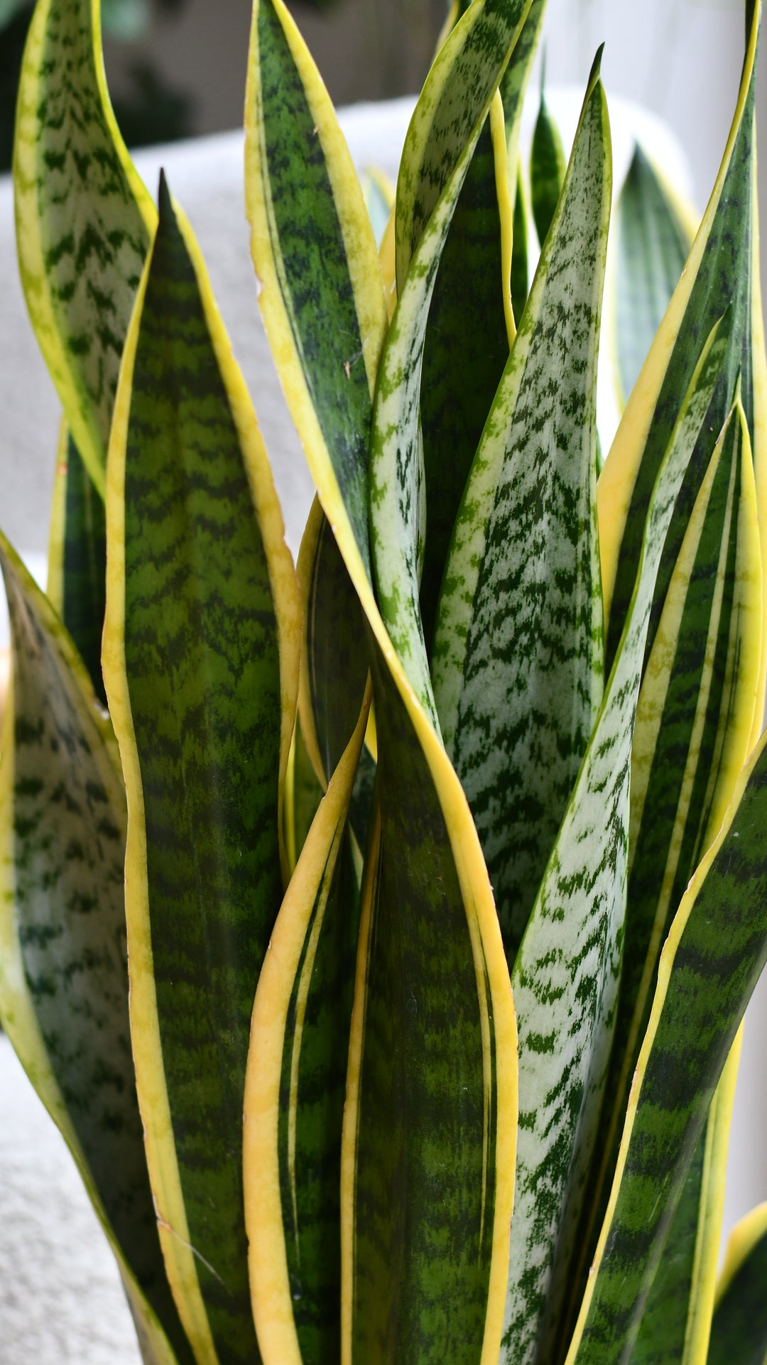 buy snake plant uk Snake Plant in Basket – Tall Sansevieria Gift Set