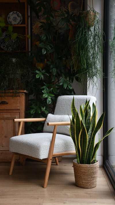 Sansevieria (Snake Plant) in Basket