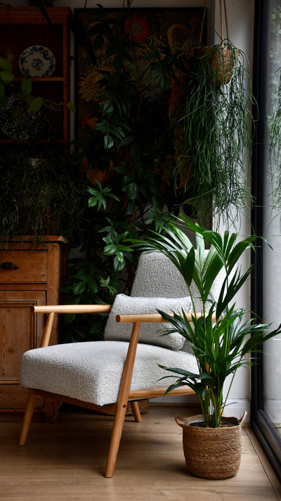 Kentia Palm (Howea Forsterian)