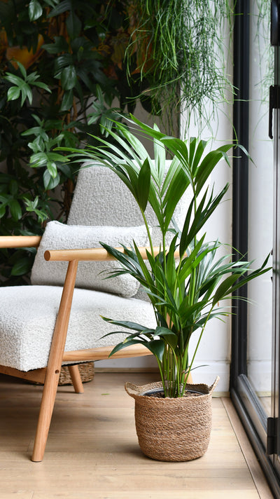 Kentia Palm (Howea Forsterian)