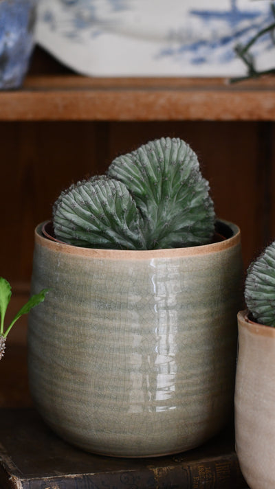 Polaskia chichipe Cristata (Crested Cactus)