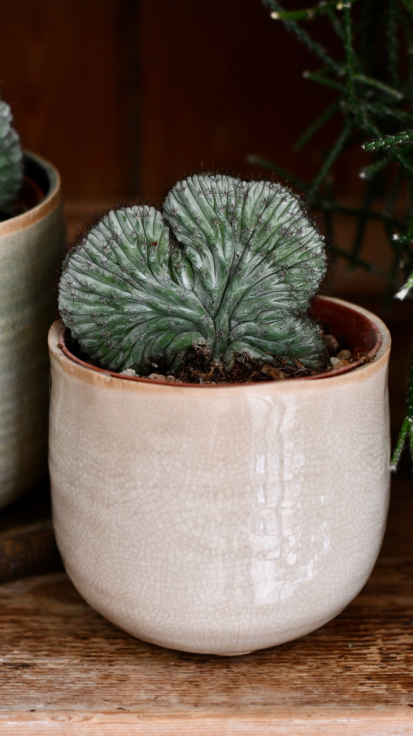 Polaskia chichipe Cristata (Crested Cactus)
