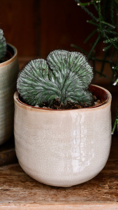 Polaskia chichipe Cristata (Crested Cactus)