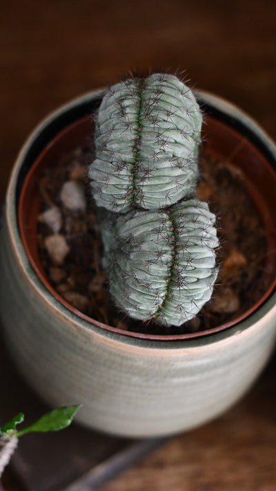 Polaskia chichipe Cristata (Crested Cactus)