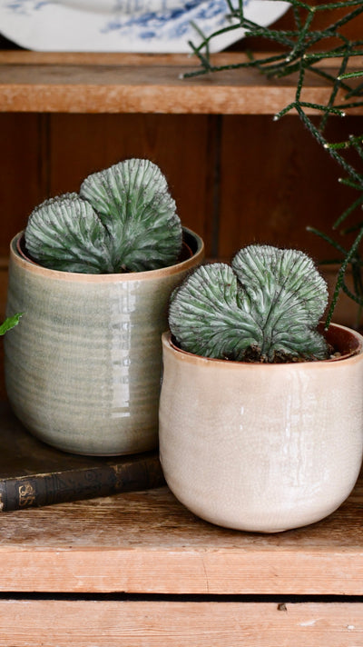 Polaskia chichipe Cristata (Crested Cactus)