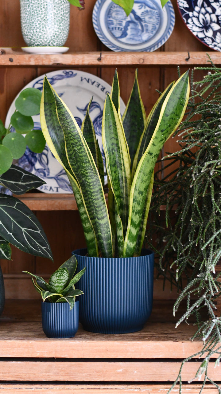 Sansevieria Duo Set in Vibes Pots – Snake Plant Gift Set | Happy