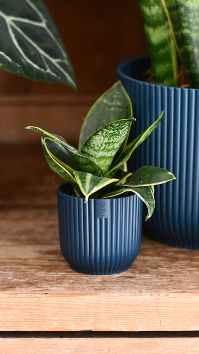 Sansevieria Duo Set in Vibes Pots
