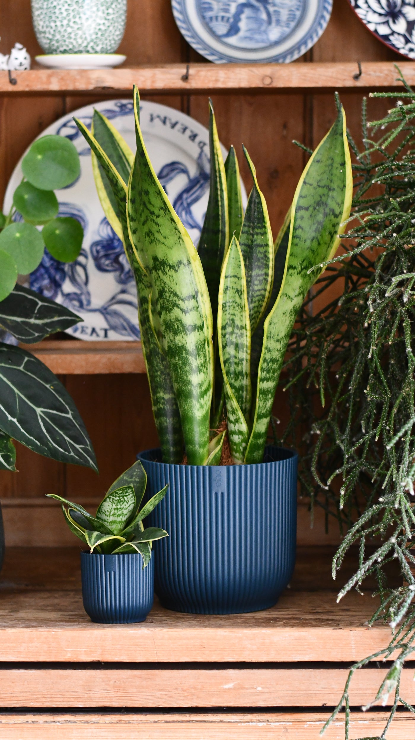 Sansevieria Duo Set in Vibes Pots
