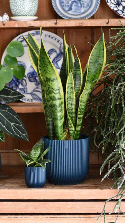 Sansevieria Duo Set in Vibes Pots