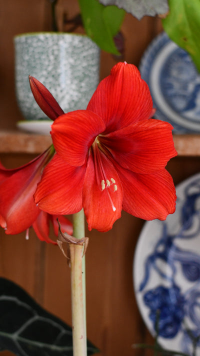 Amaryllis Hippeastrum ‘Red Lion’
