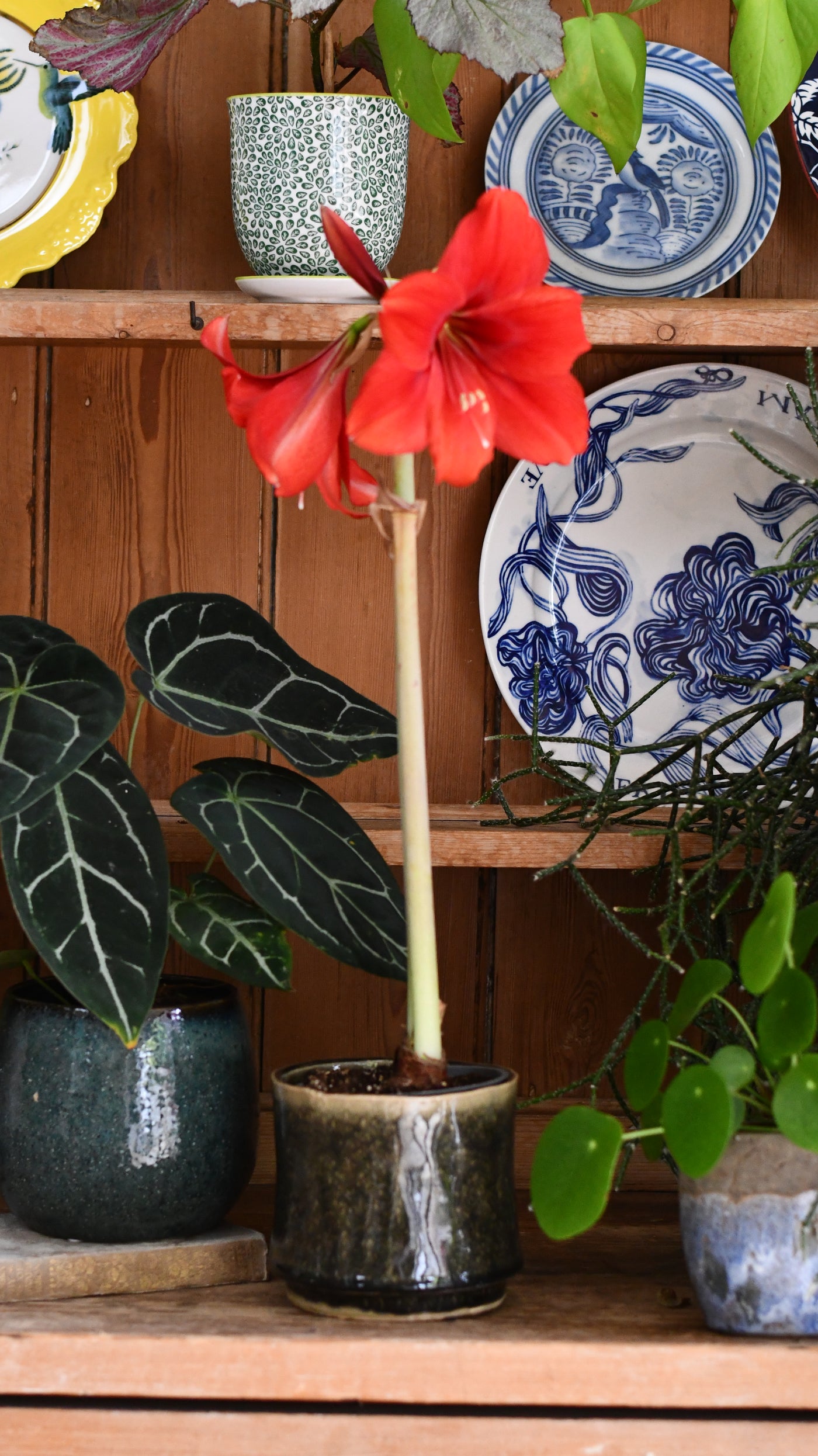 Amaryllis Hippeastrum ‘Red Lion’