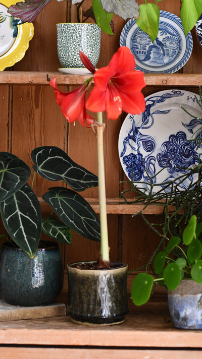 Amaryllis Hippeastrum ‘Red Lion’