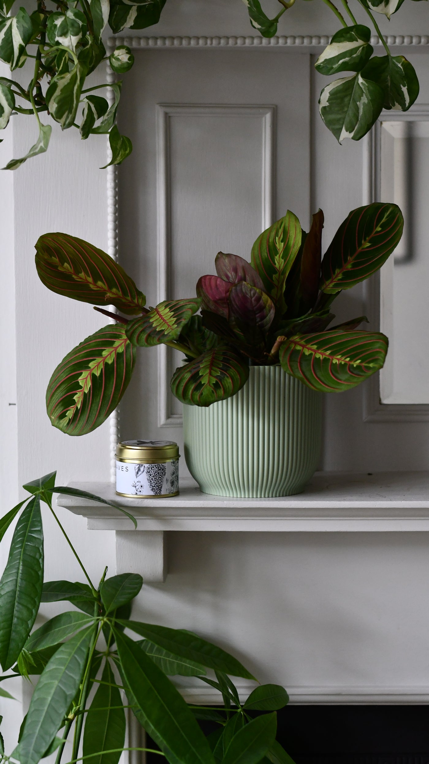 Office Gift – Maranta in Vibes Pot with Botanical Candle