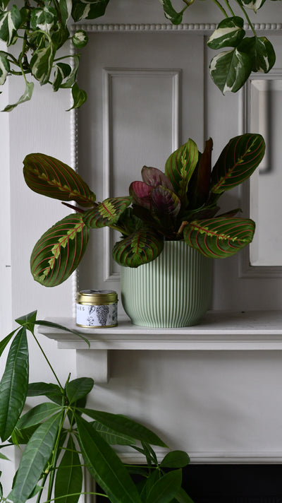Office Gift – Maranta in Vibes Pot with Botanical Candle