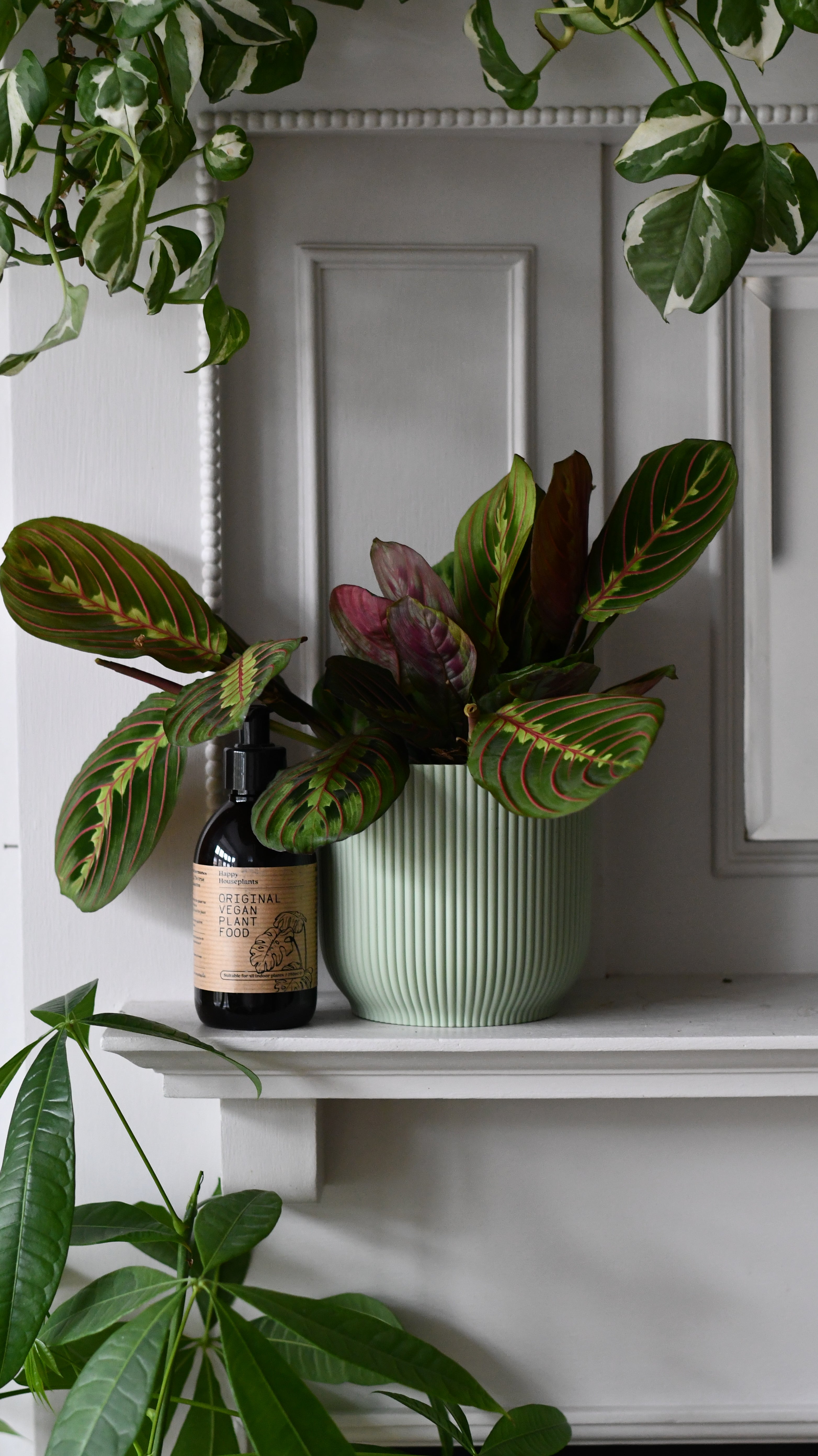 Christmas Gifts | Maranta with Plant Food | Happy Houseplants – Happy ...