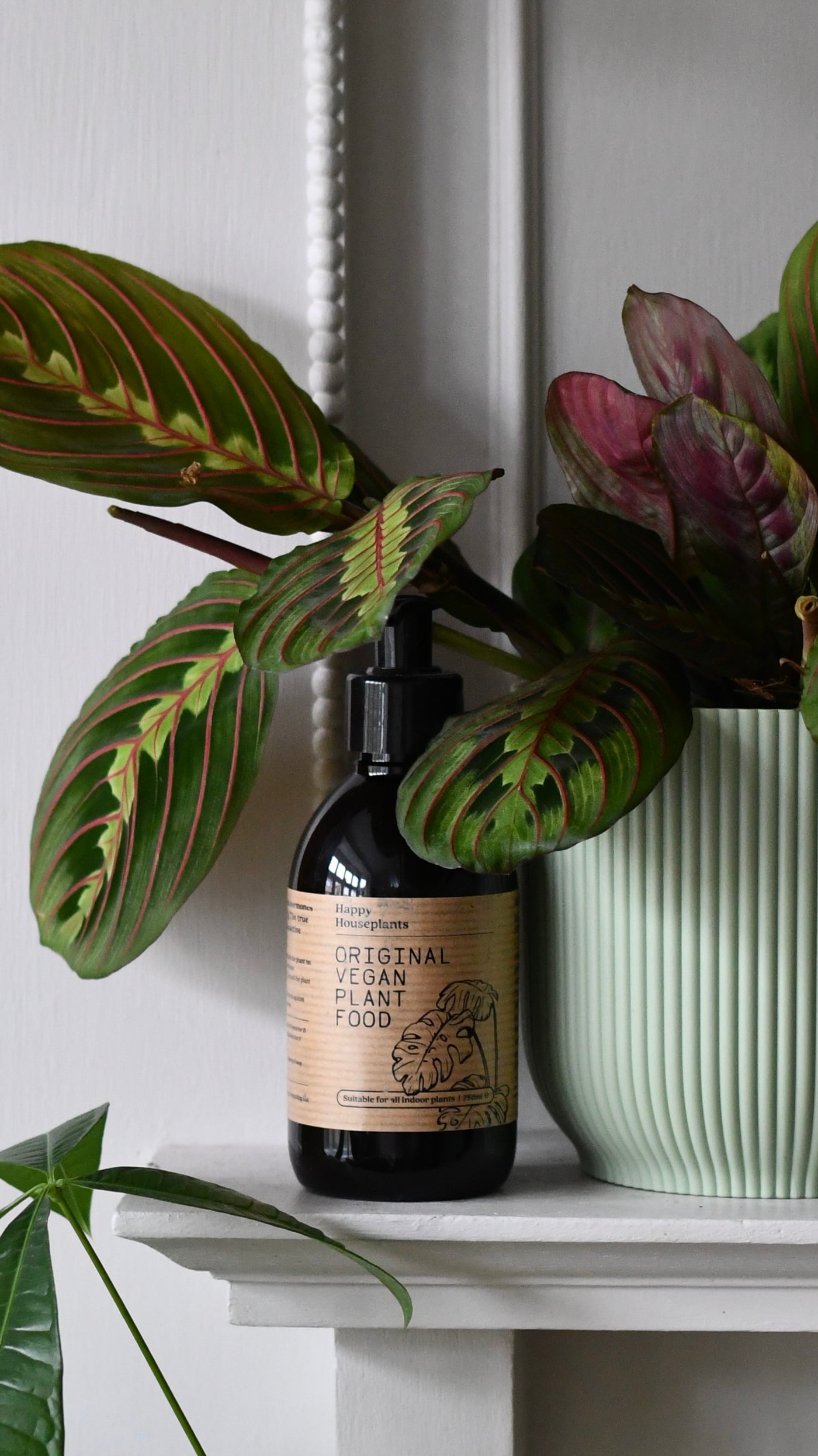 Congratulations Gift – Maranta in Vibes Pot with Plant Food