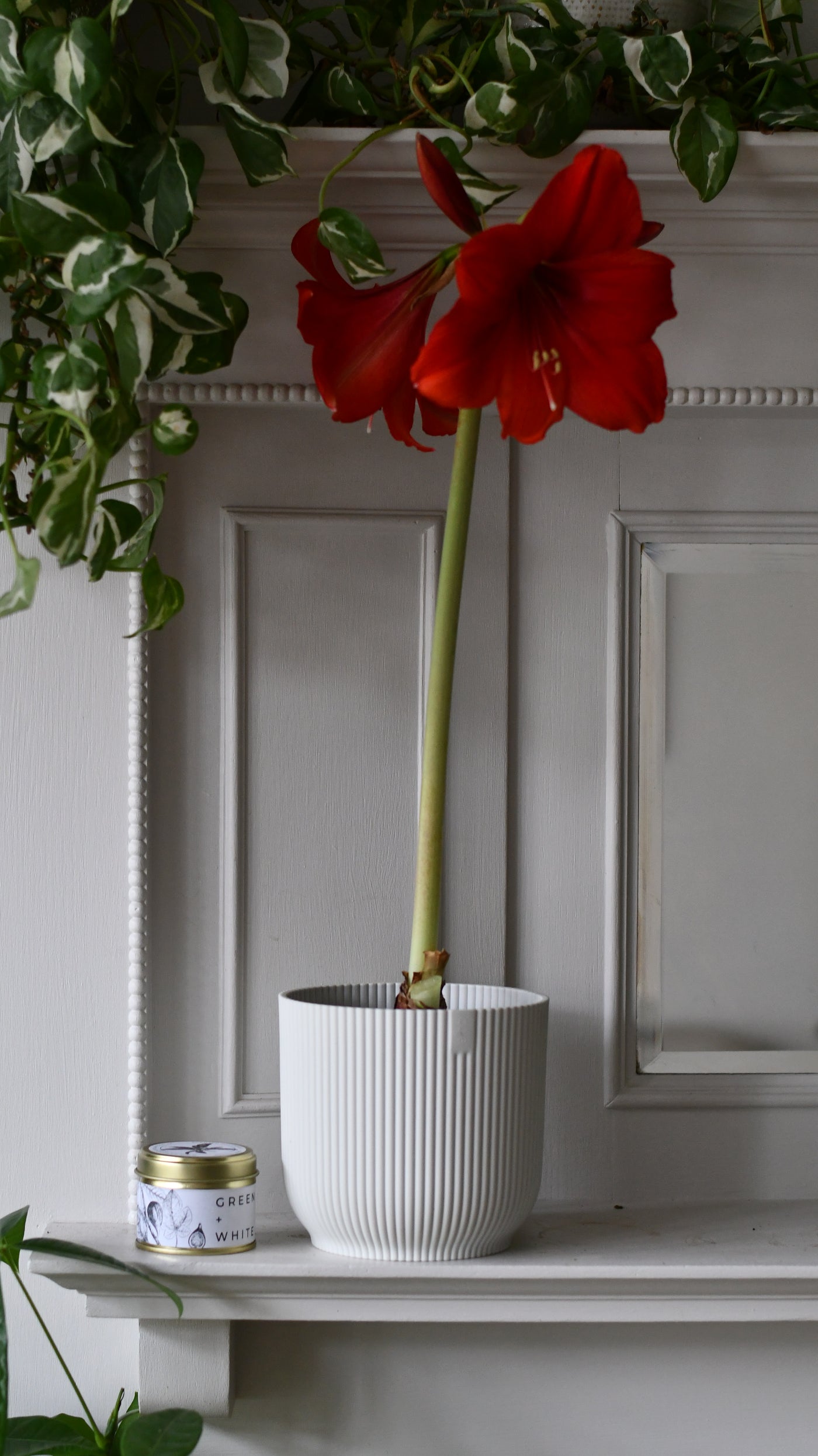 Amaryllis Hippeastrum ‘Red Lion’