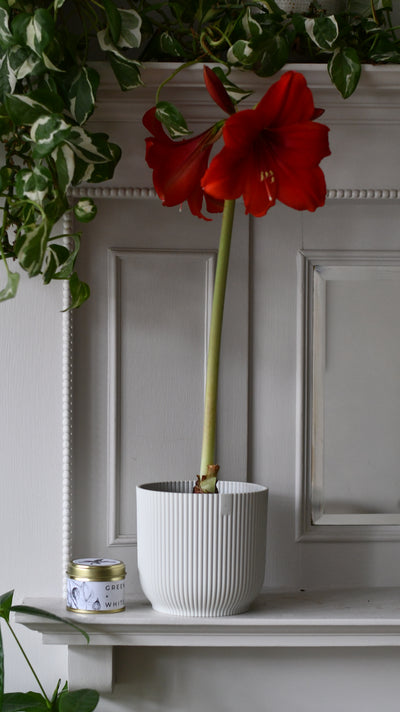 Amaryllis Hippeastrum ‘Red Lion’