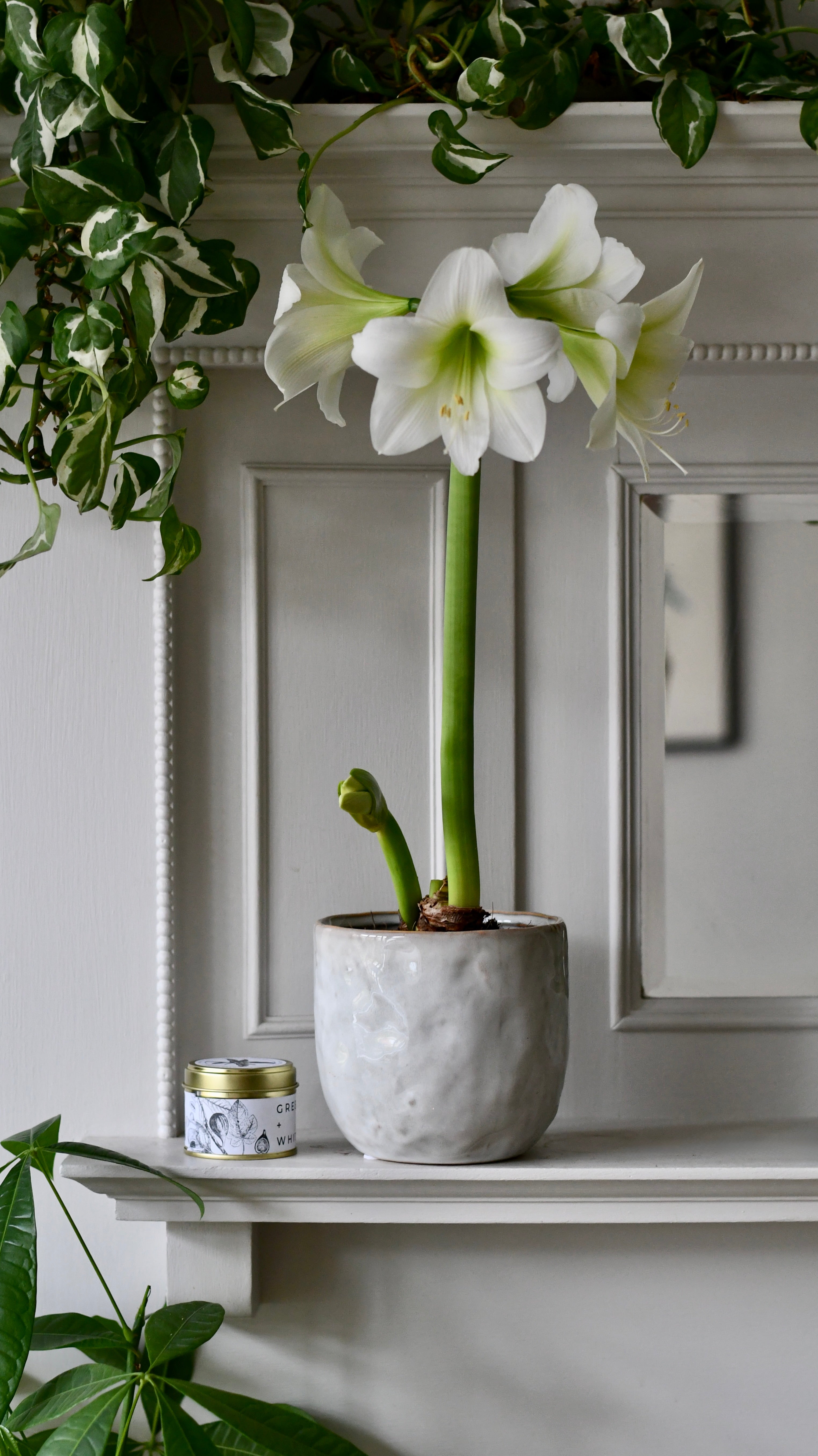 17+ Houseplant With White Flowers