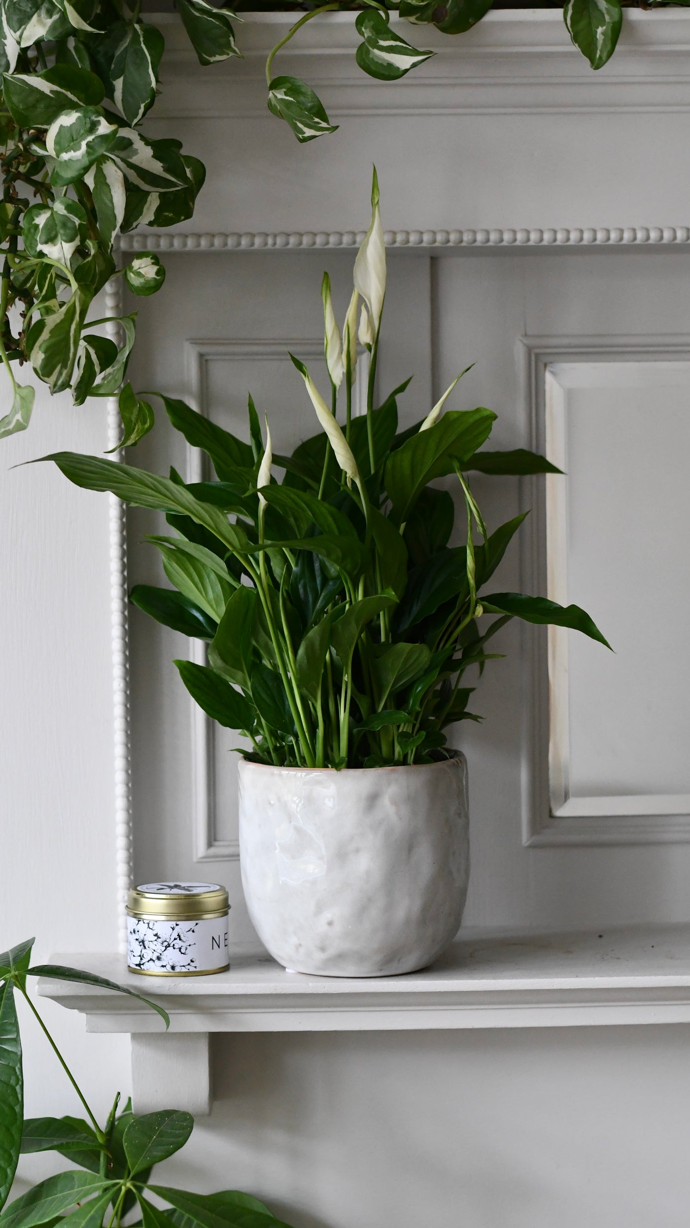 christmas peace lily Christmas Gifts | Peace Lily Verdi Gift with Ceramic Pot and Candle