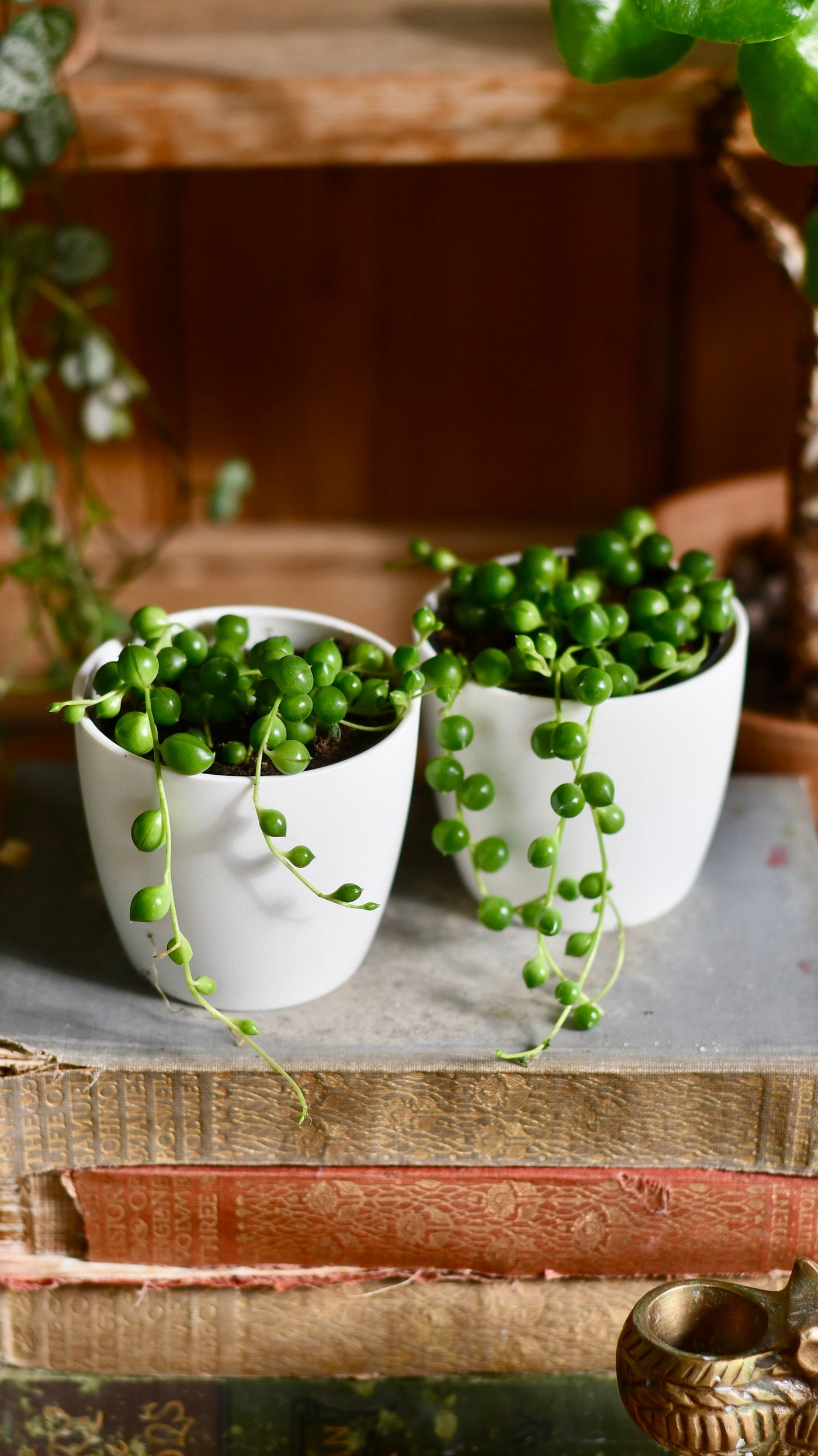 Baby String of Pearls, Senecio Rowleyanus