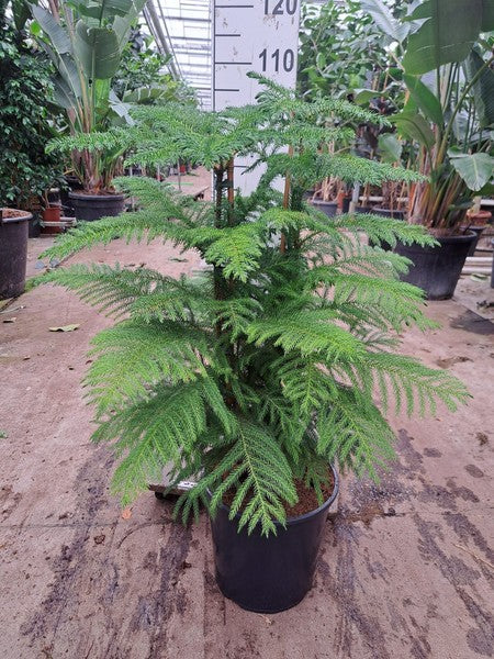 house pine plant Norfolk Island Pine | Indoor Conifer & Eco-Friendly Christmas Tree