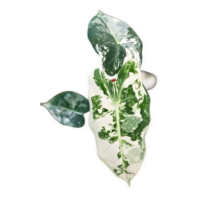 Alocasia Frydek Variegata – Rare Collector Plant with Stunning White Variegation