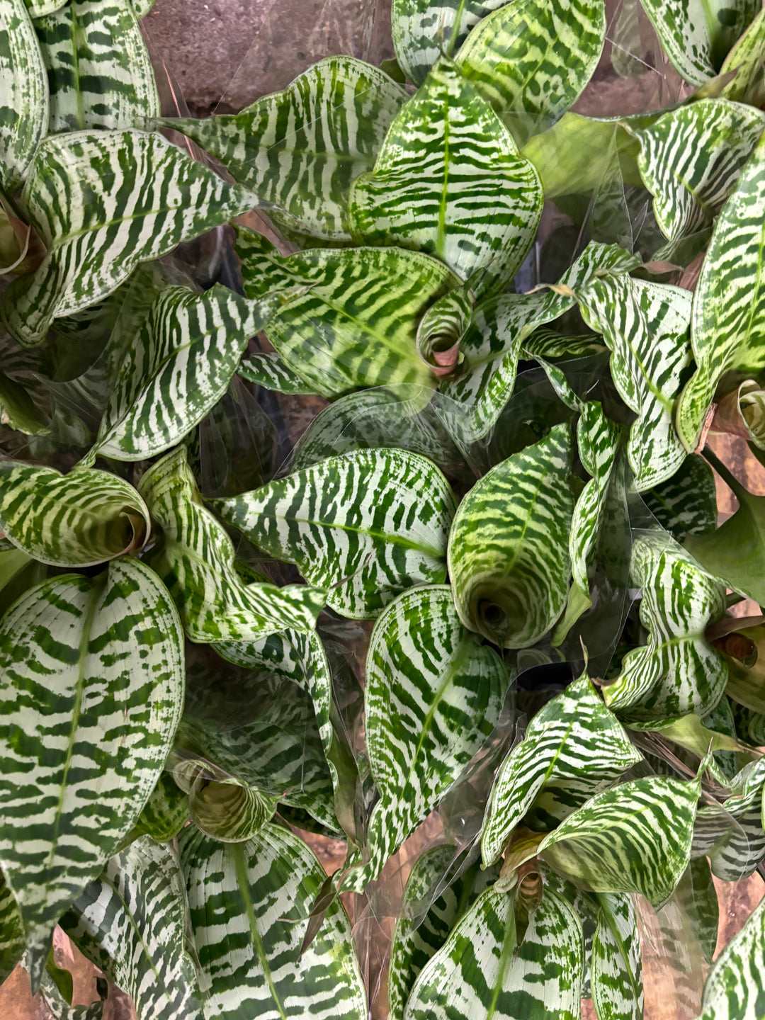 Dracaena Goldieana | Gold Dust Dracaena | Rare Plant – Happy