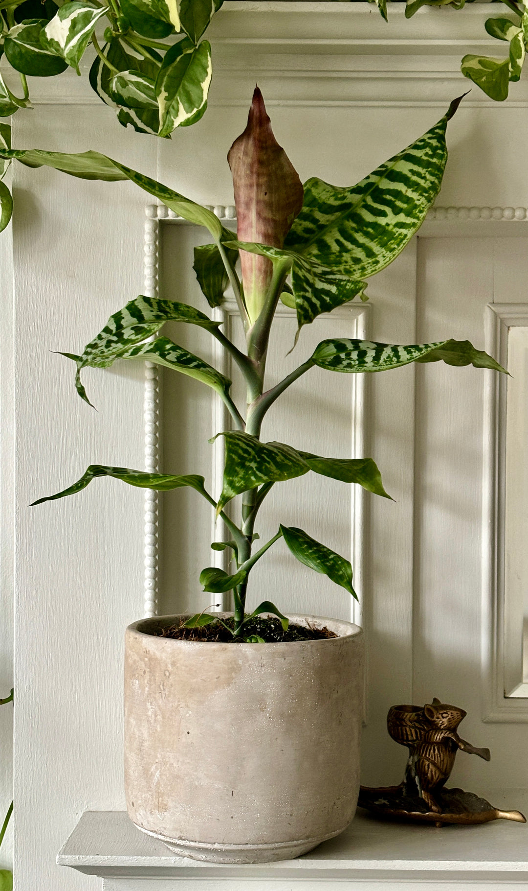 Dracaena Goldieana | Gold Dust Dracaena | Rare Plant – Happy