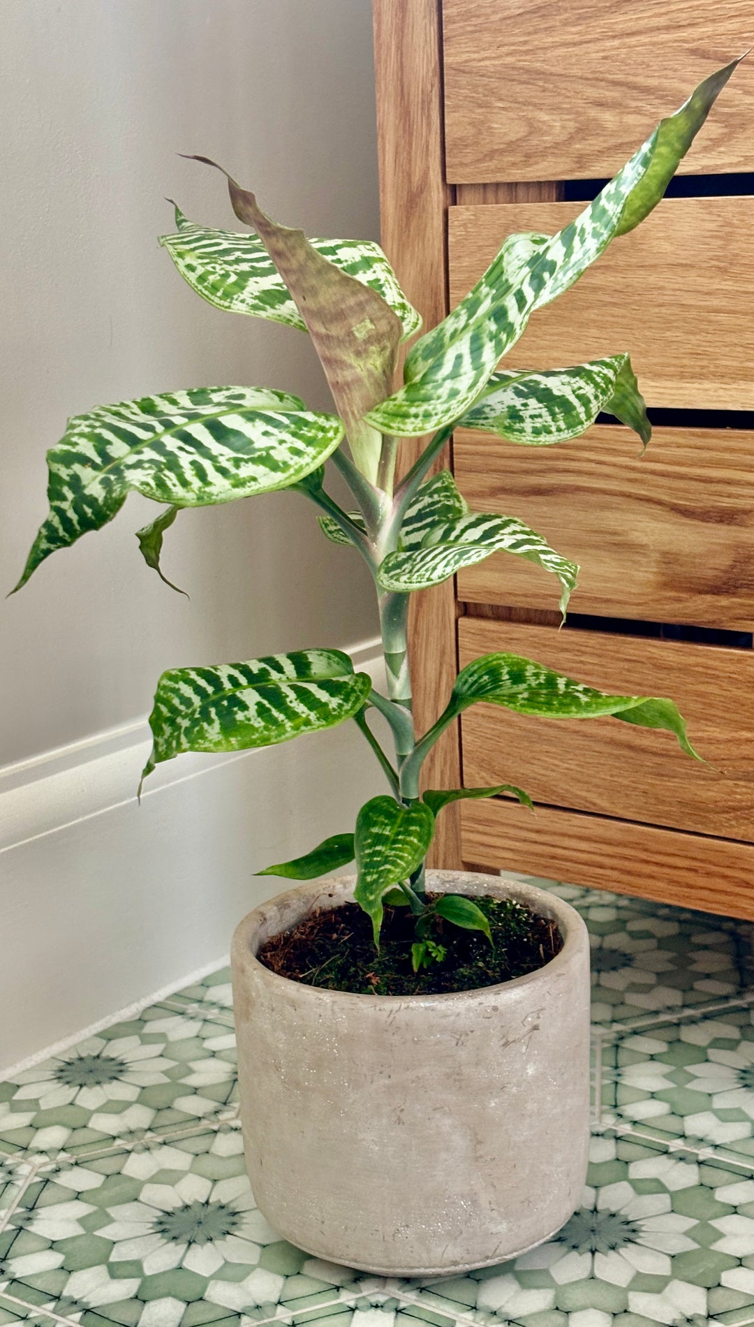 dracaena gold dust care Dracaena Goldieana | Gold Dust Dracaena