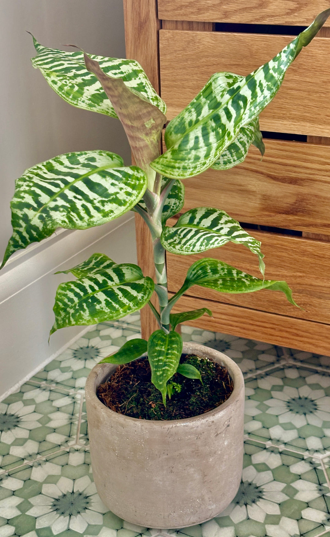 dracaena rare Dracaena Goldieana | Gold Dust Dracaena