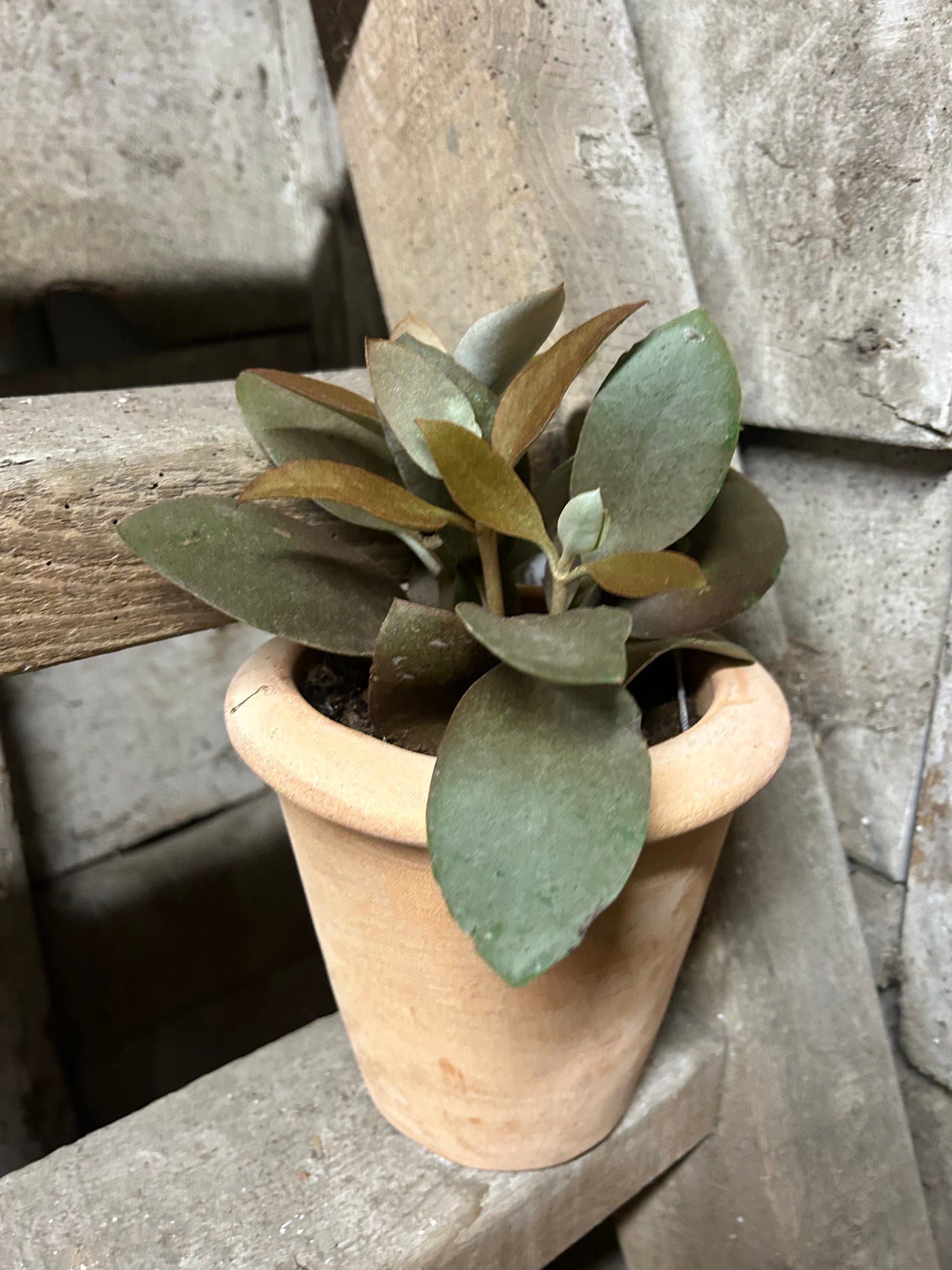 Copper Spoons | Kalanchoe Orgyalis | Rare Plant | Happy Houseplants