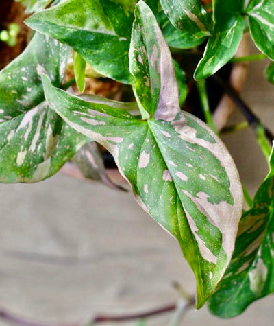 Syngonium Podophyllum Pink Splash or Red Spot