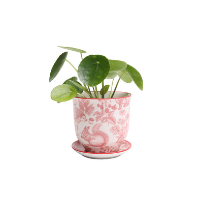 Ambleside Squirrel Porcelain Pot And Saucer Set With Drainage