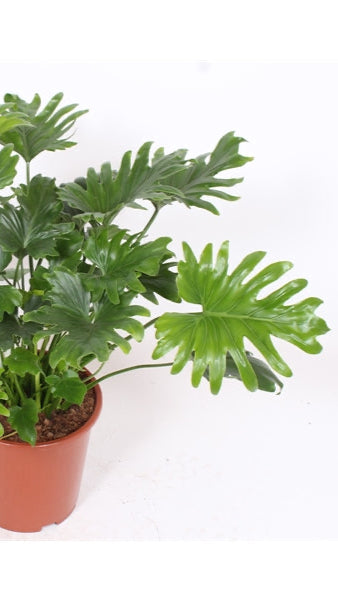 Philodendron bipinnatifidum or Selloum 'Cum Laude'