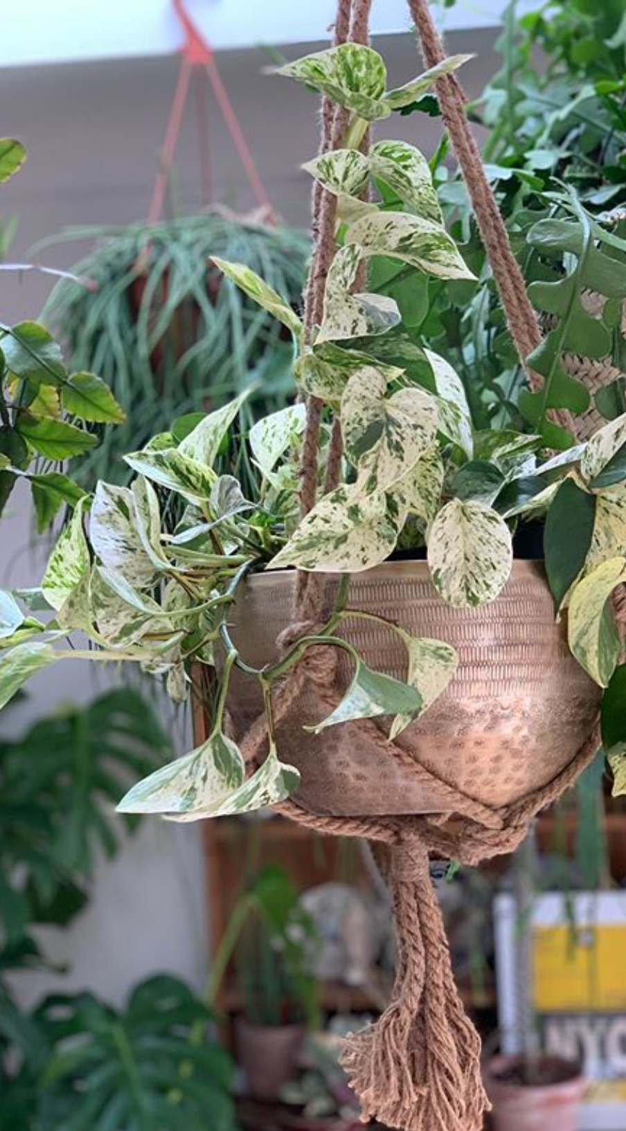 Epipremnum Marble Queen 'Super variegated'