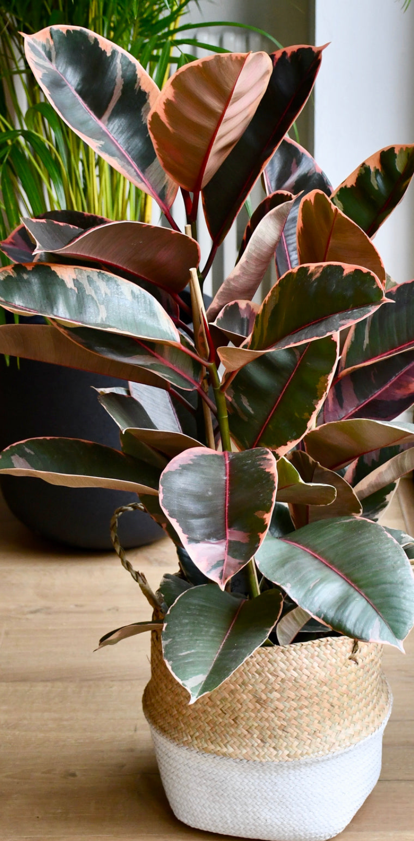 Ficus Elastica Belize - Variegated Rubber Tree