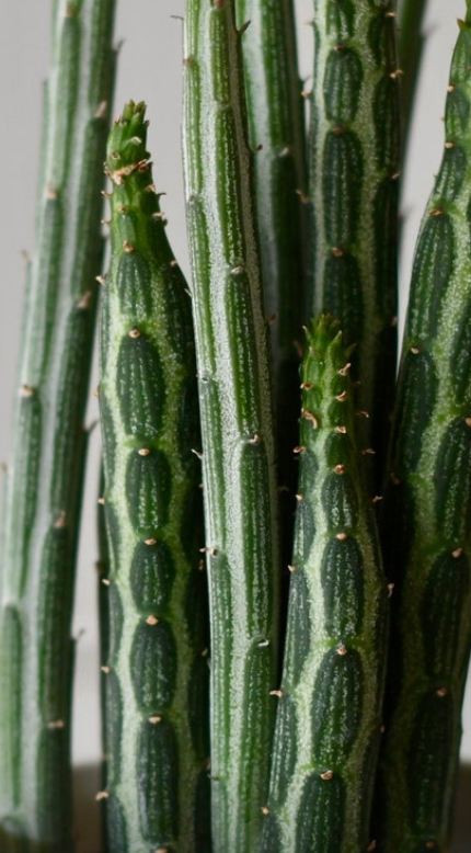 Big Kleinia Senecio (Stapeliiformis, Pickle Plant, Candle Stick Plant)