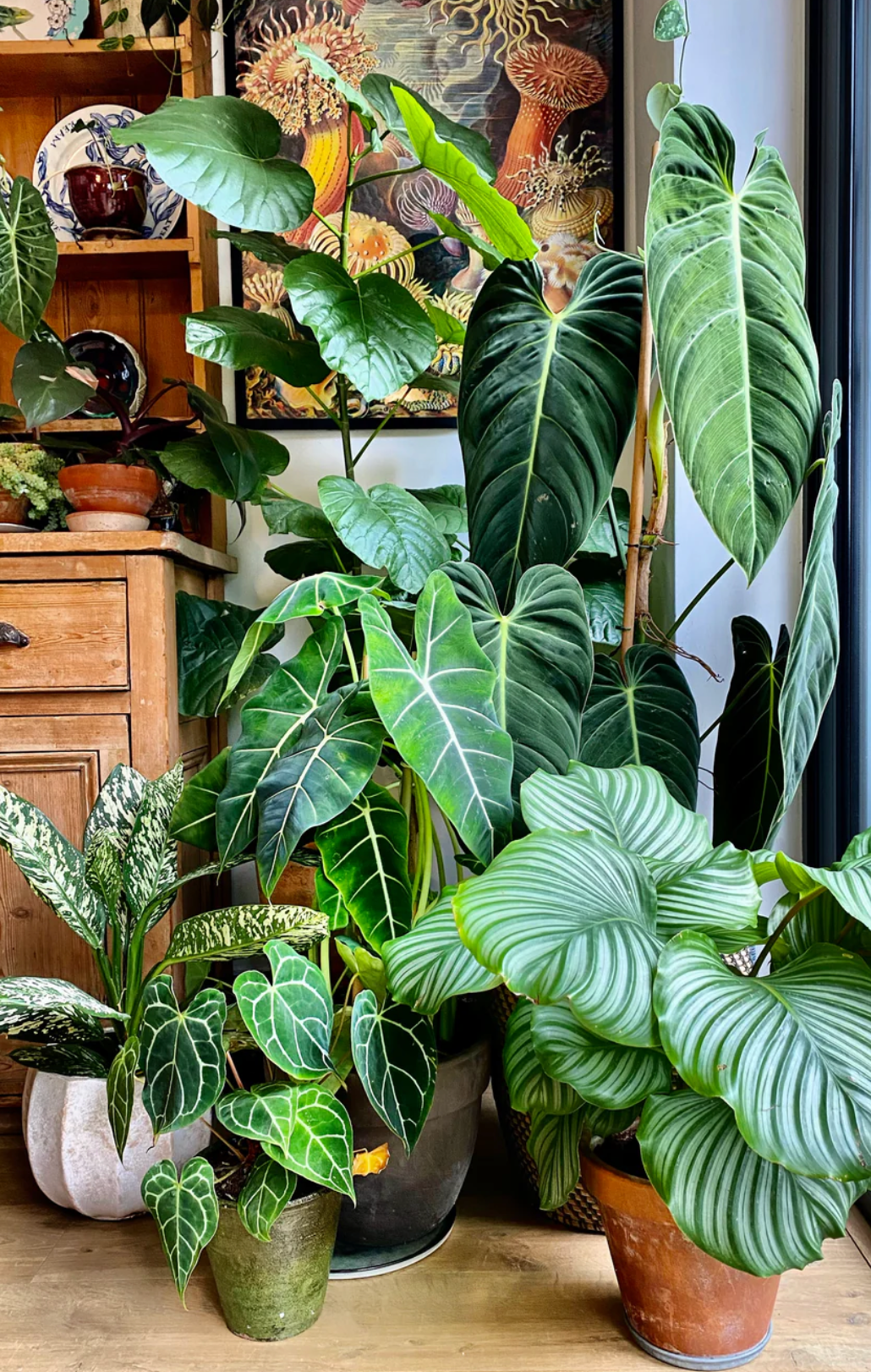 Happy Houseplants Shop Low Priced Indoor Plants Buy Plants Now