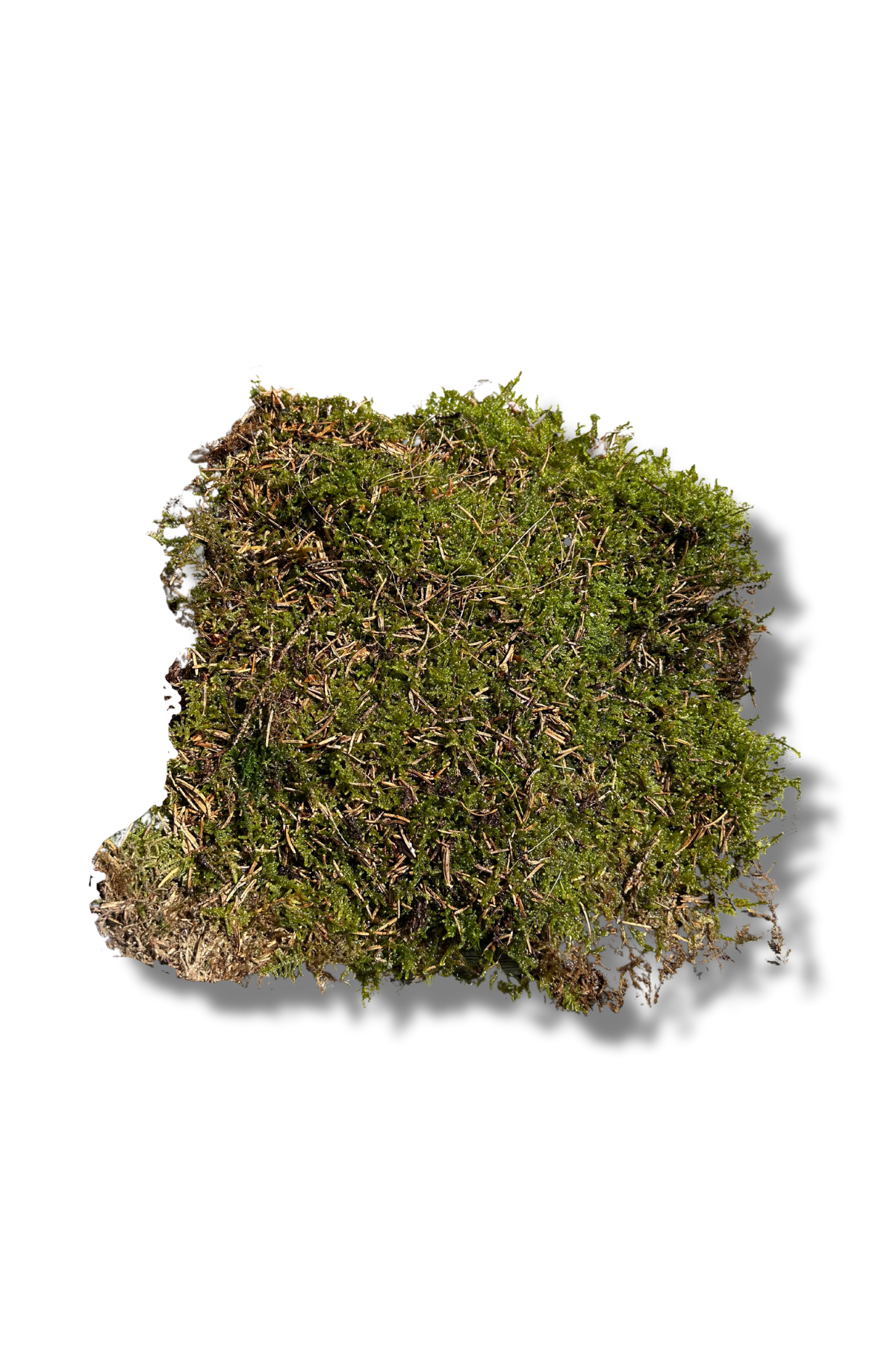 Live Moss for Indoor Plants, Terrariums, Hanging Baskets and Orchids