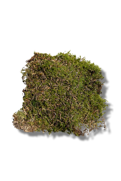 Live Moss for Indoor Plants, Terrariums, Hanging Baskets and Orchids