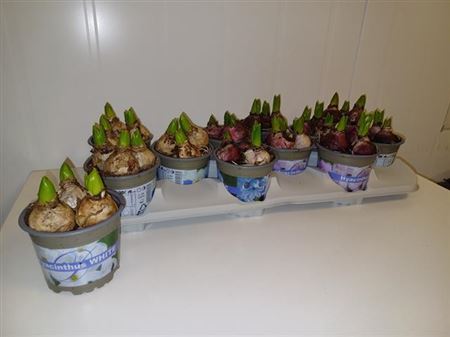 Hyacinthus Orientalis Bulbs