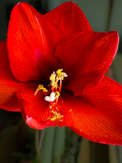 Amaryllis Hippeastrum ‘Red Lion’
