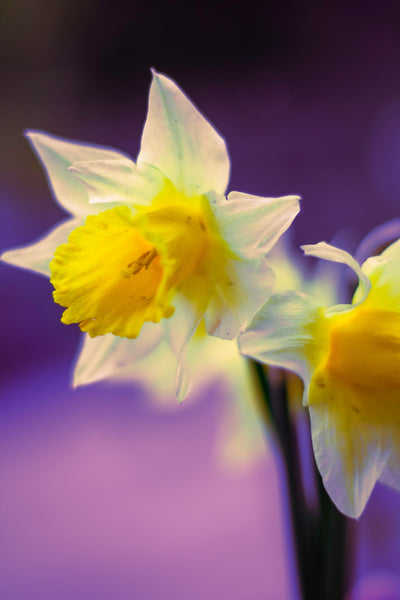 Narcissus Tête-à-Tête & Planter