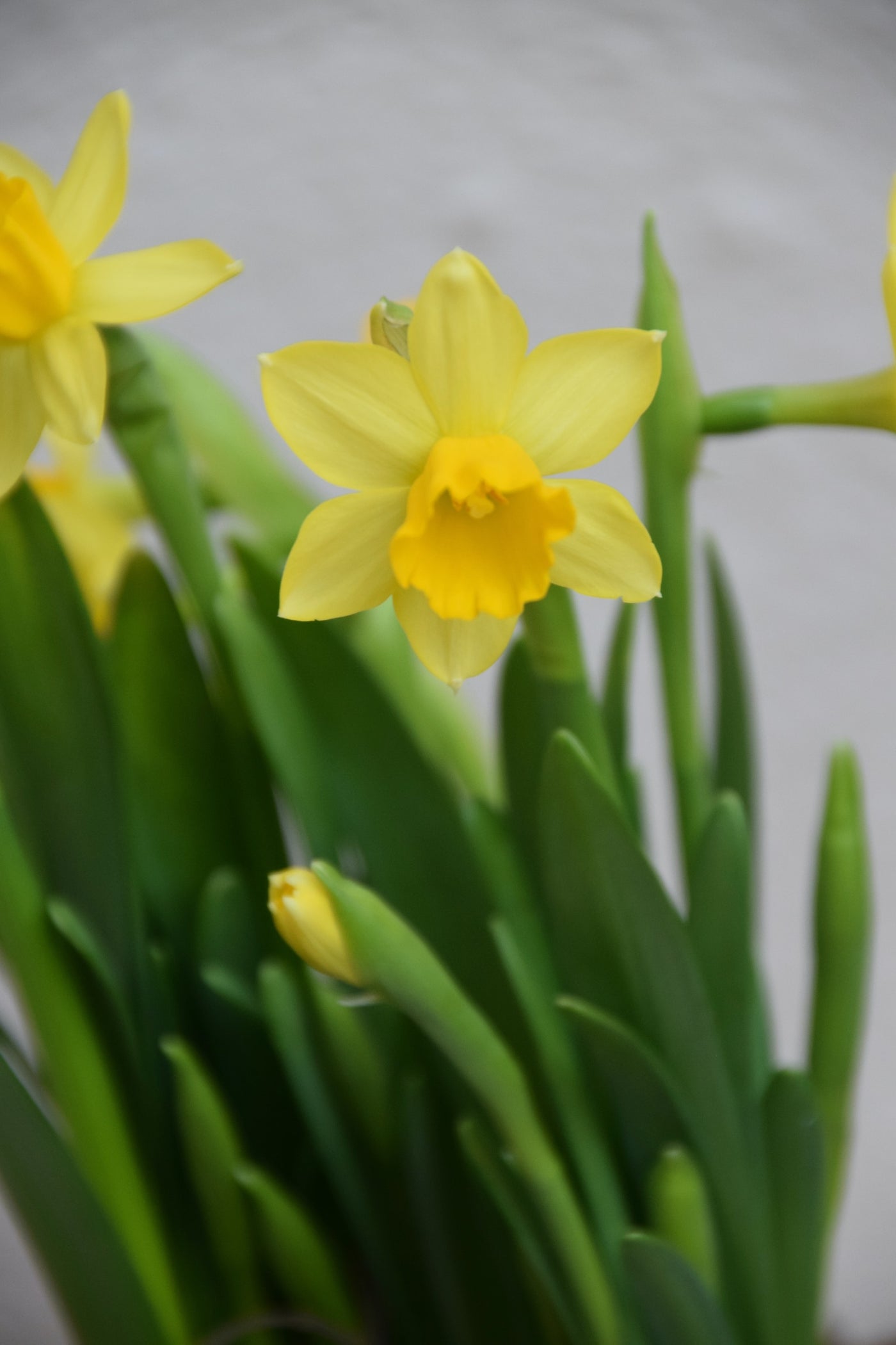 Narcissus Tête-à-Tête & Planter