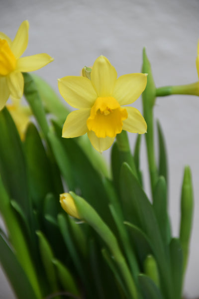 Narcissus Tete-a-Tete