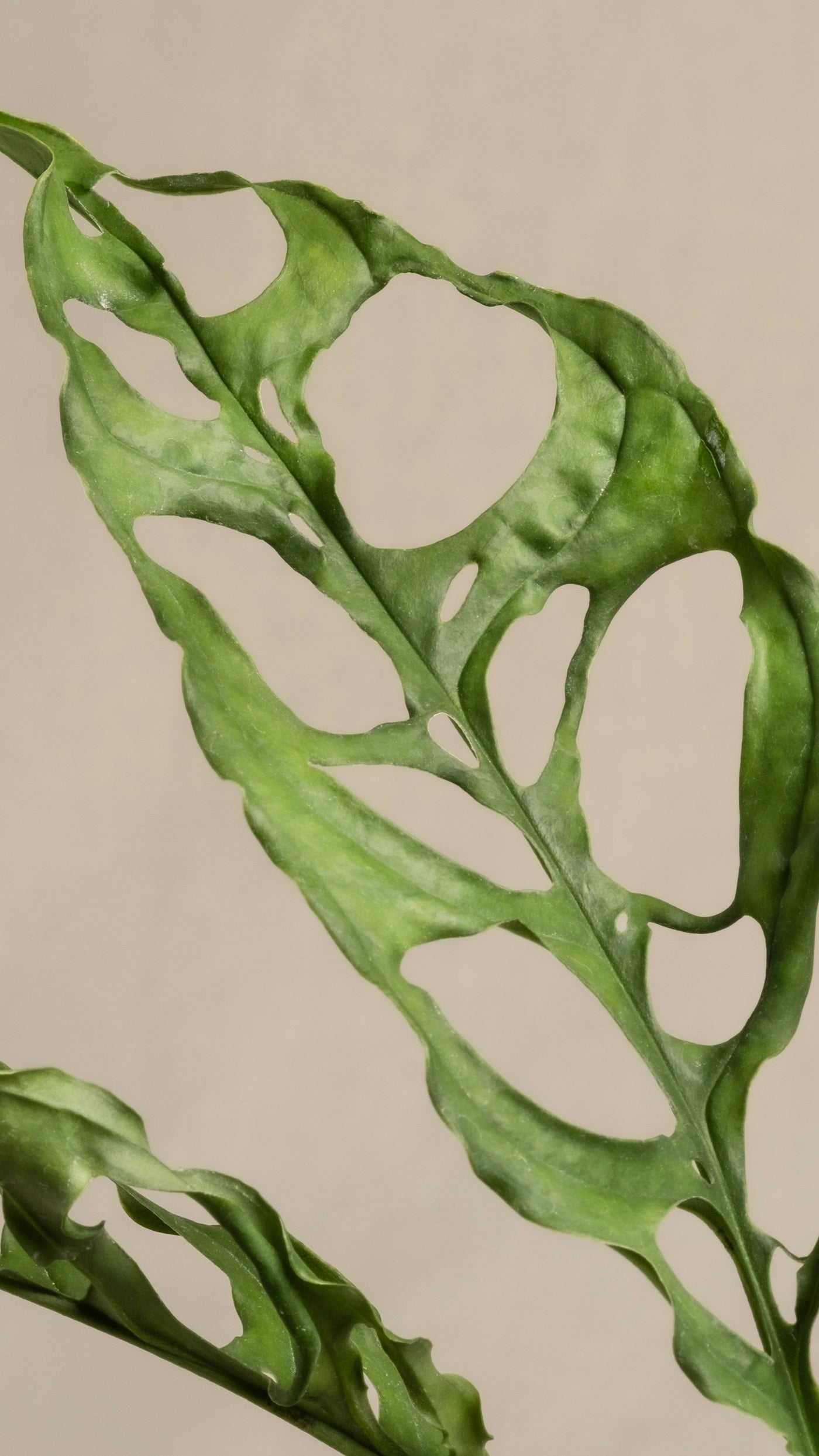 Monstera obliqua 'Peru' (Swiss Cheese Vine, Monstera obliqua Peru Form)